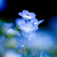 Birgit Anna Bastholm