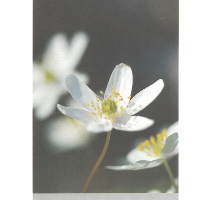 Else Benedicte Bugge