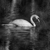 Wenche Lise Wendelborg