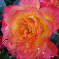 Grethe Solbakken