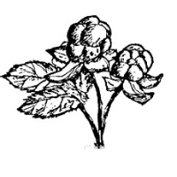 Ingalill Löfgren