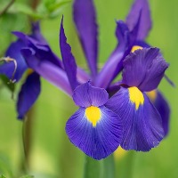 Iris Bergius