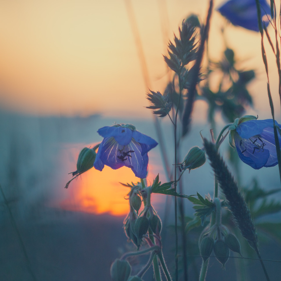 Gerardas Butkevicius