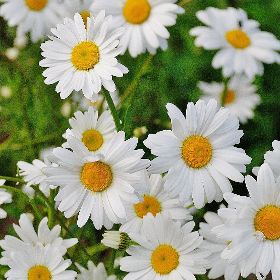 Henny Margareth Kristiansen