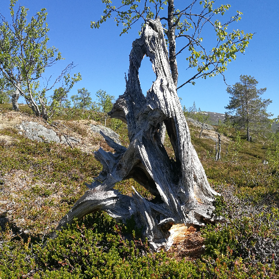 Helge Oddmund Utby