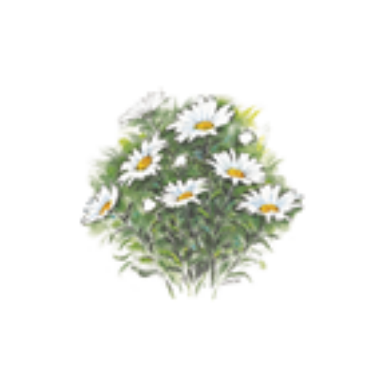 Gunnel Blom