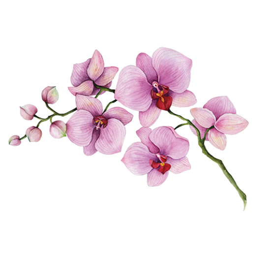 Aud Kari Johansen
