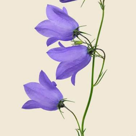 Inger Andersson